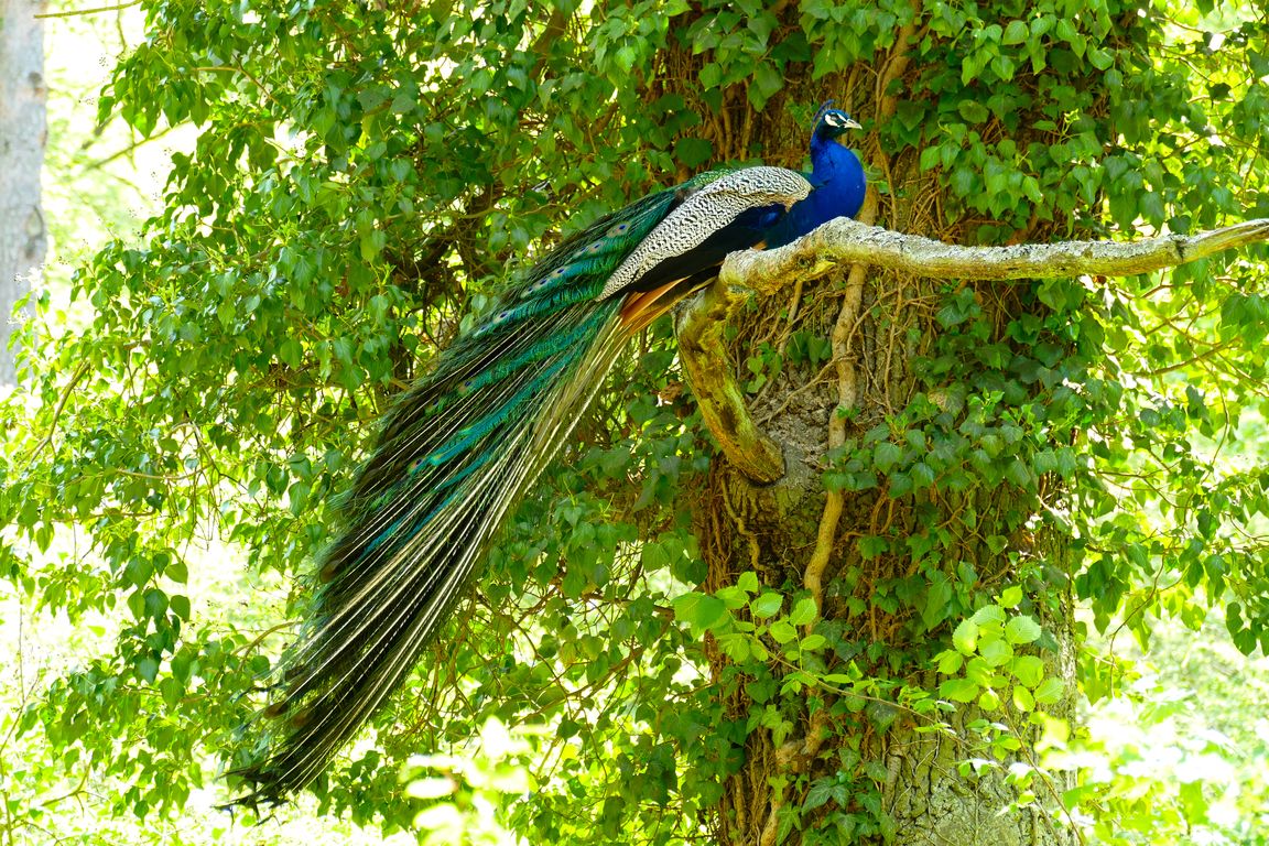 Berlin_Pfaueninsel_2021_05_11_130446_P1070438.jpg