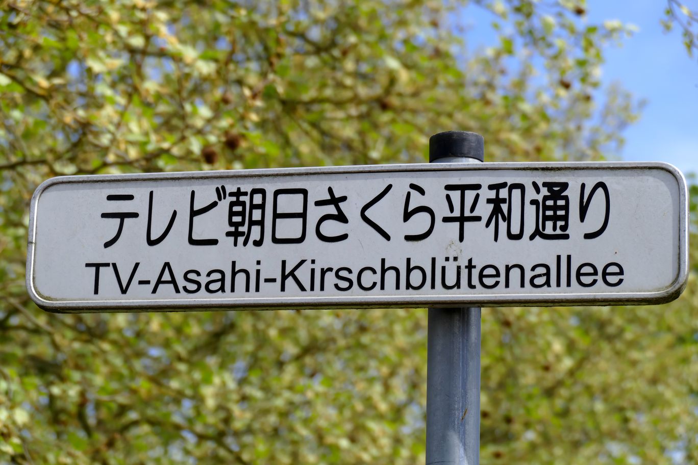 1002_Teltow_Asahi_Kirschbluetenweg_2024_04_13_122621_P1140655.jpg