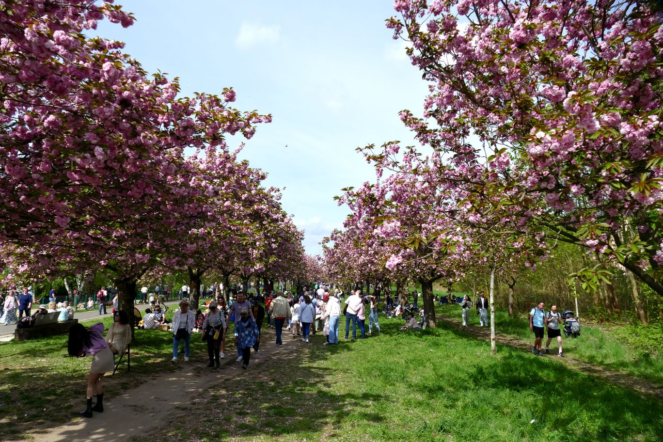 1004_Teltow_Asahi_Kirschbluetenweg_2024_04_13_124701_P1140670.jpg