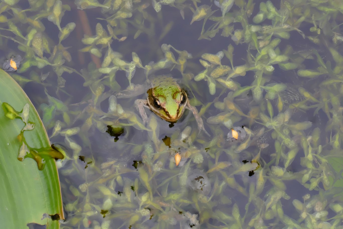 Berlin_Britzer_Garten_2023_09_02_150456_P1130962.jpg