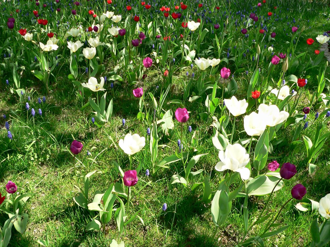 Berlin_Tulipan_2008_04_27_133648_P1090453.jpg