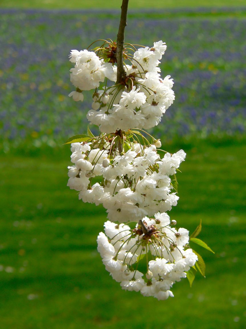 Berlin_Tulipan_2008_04_27_140226_P1090473.jpg