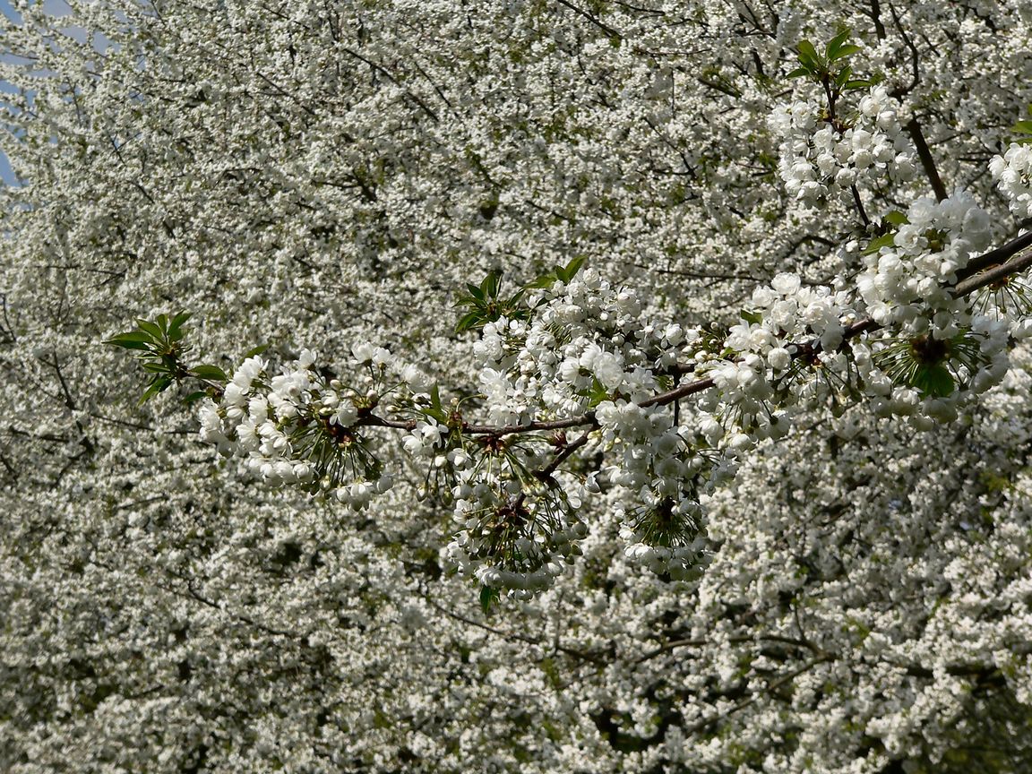 Berlin_Tulipan_2008_04_27_140546_P1090477.jpg