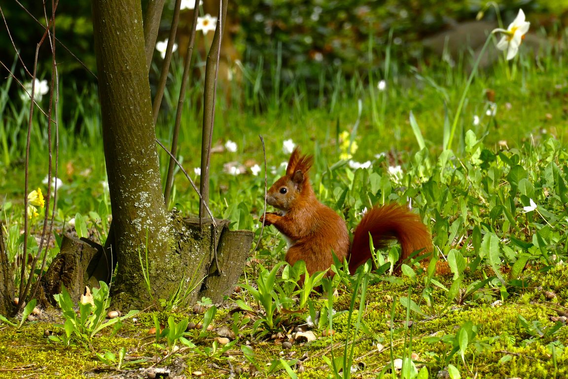 Berlin_Britzer_Garten_2021_04_25_161823_P1070376.jpg