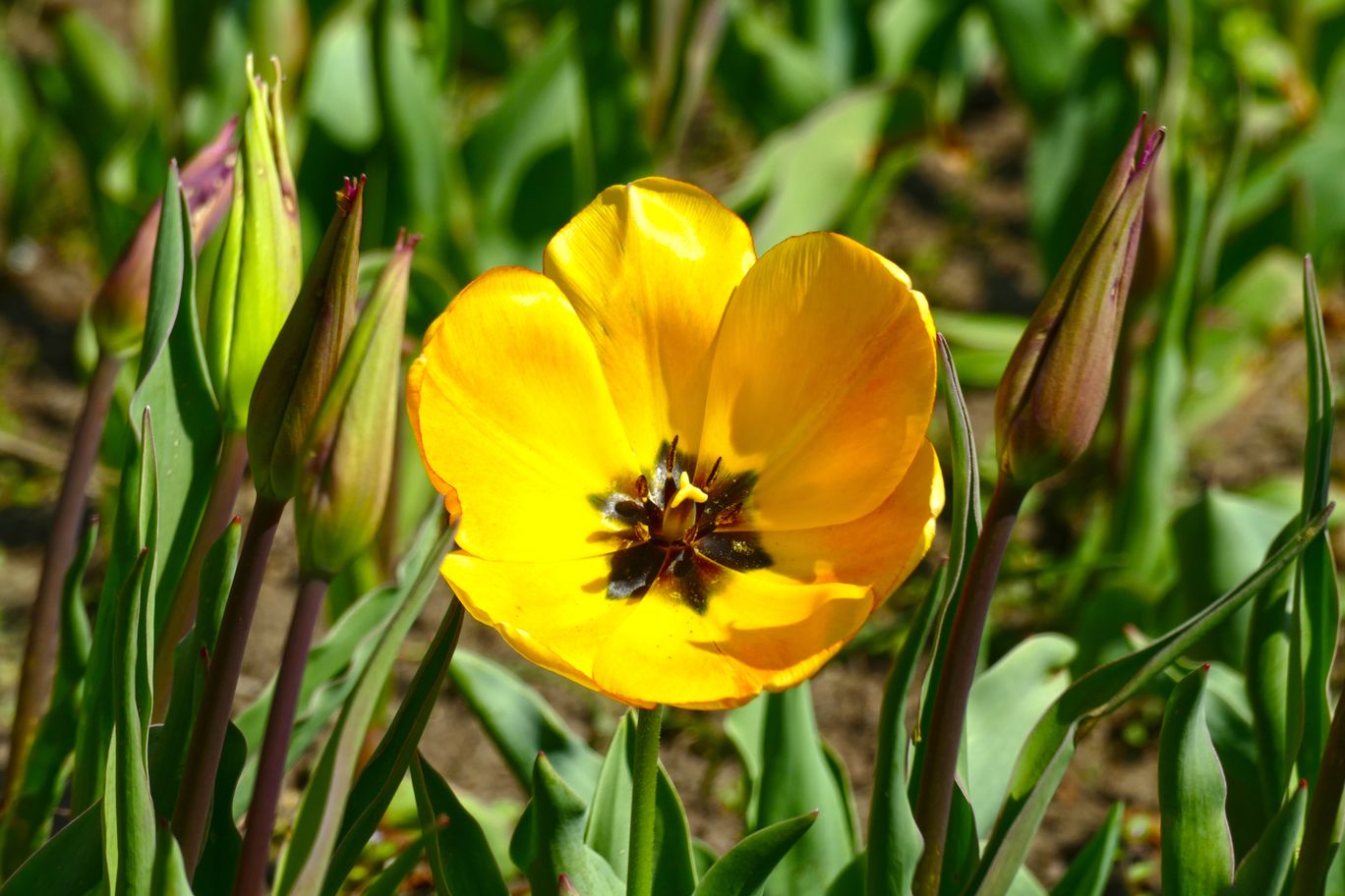Berlin_Britzer_Garten_2022_04_23_140252_P1090808.JPG