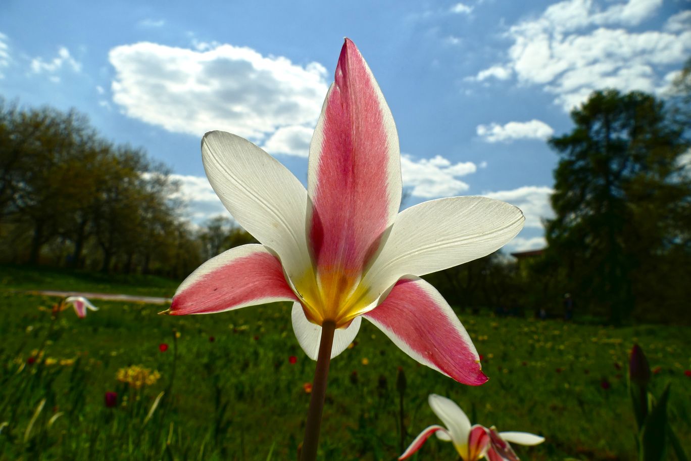 Berlin_Britzer_Garten_2022_04_23_143851_P1090839.JPG
