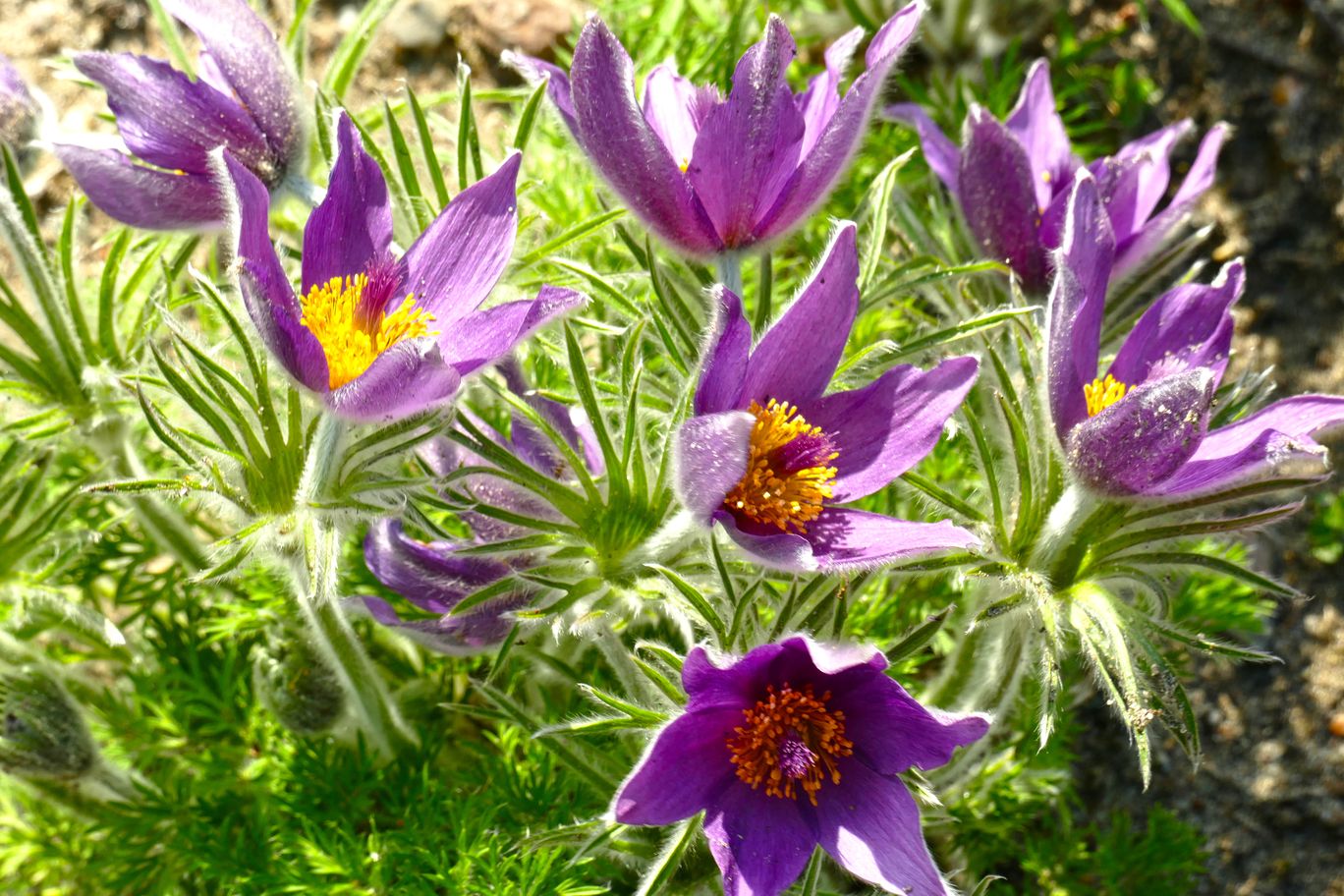 Berlin_Britzer_Garten_2022_04_23_155103_P1090883.JPG