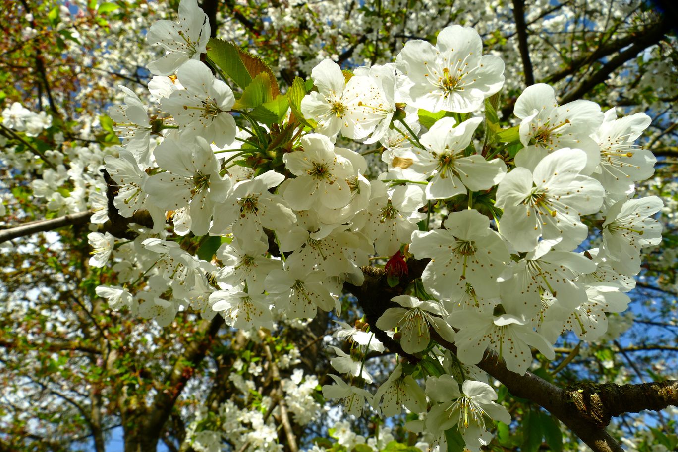 Berlin_Britzer_Garten_2022_04_23_155739_P1090886.JPG