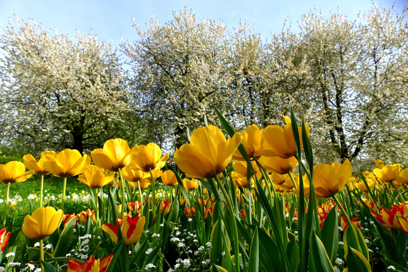 1010_Berlin_Britzer_Garten_2024_04_13_155517_P1140761.jpg