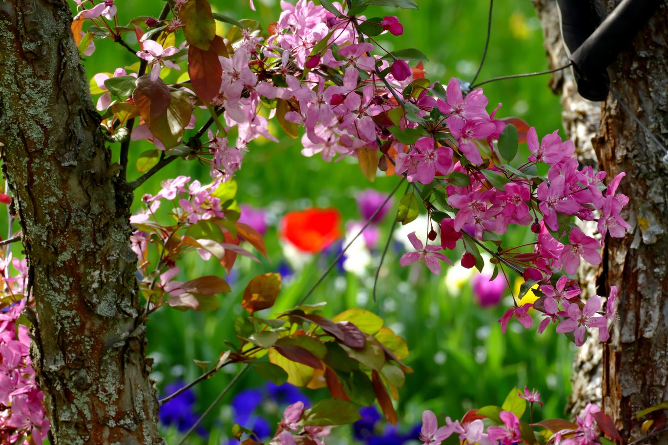 1012_Berlin_Britzer_Garten_2024_04_13_160301_P1140771.jpg