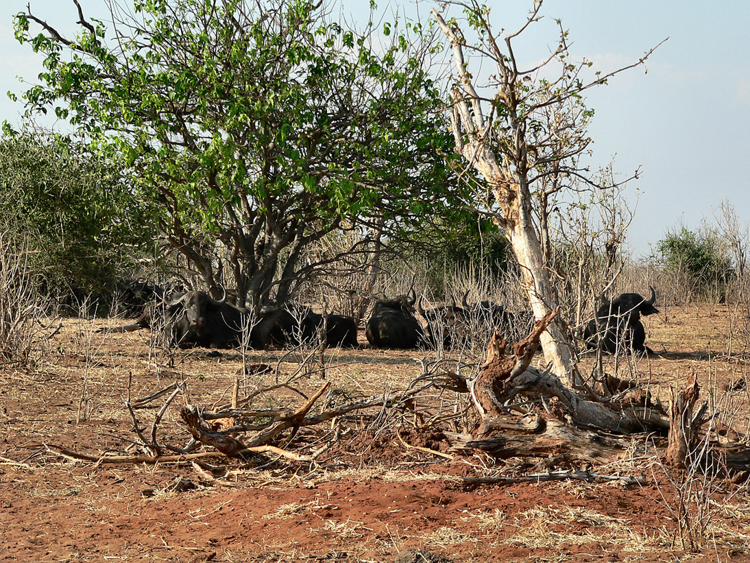 1110_Botswana_20070930-162830_P1080410