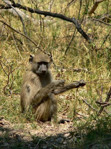 1155_Botswana_20071004-113514_P1080784.jpg