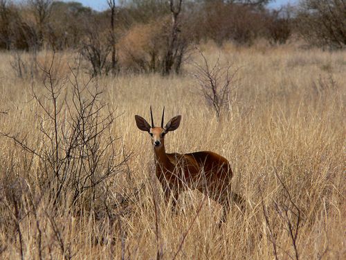 1187_Botswana_20071009-130408_P1090019.jpg