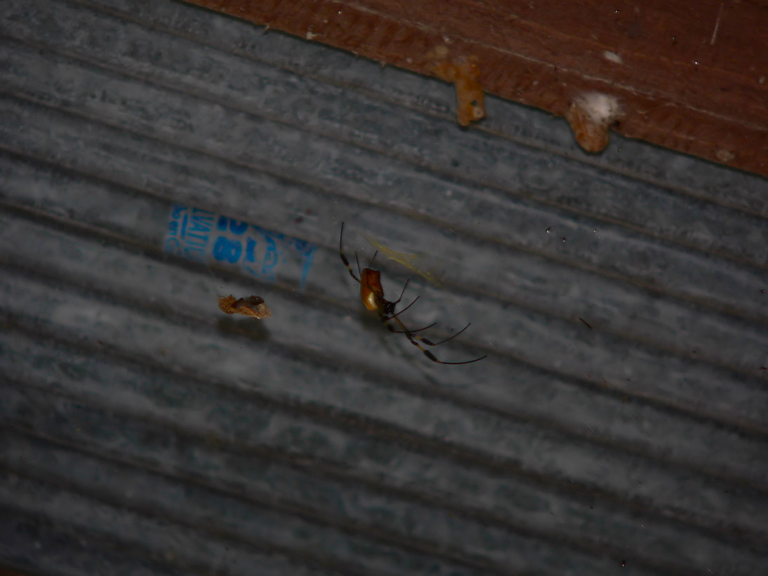 1047_20090414_065646_Costa_Rica_P1110367