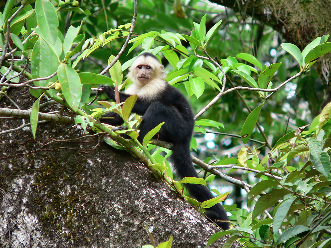 1059_20090414_080402_Costa_Rica_P1110412