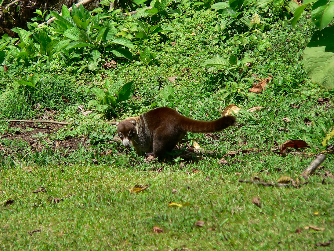 1106_20090417_133554_Costa_Rica_P1110490