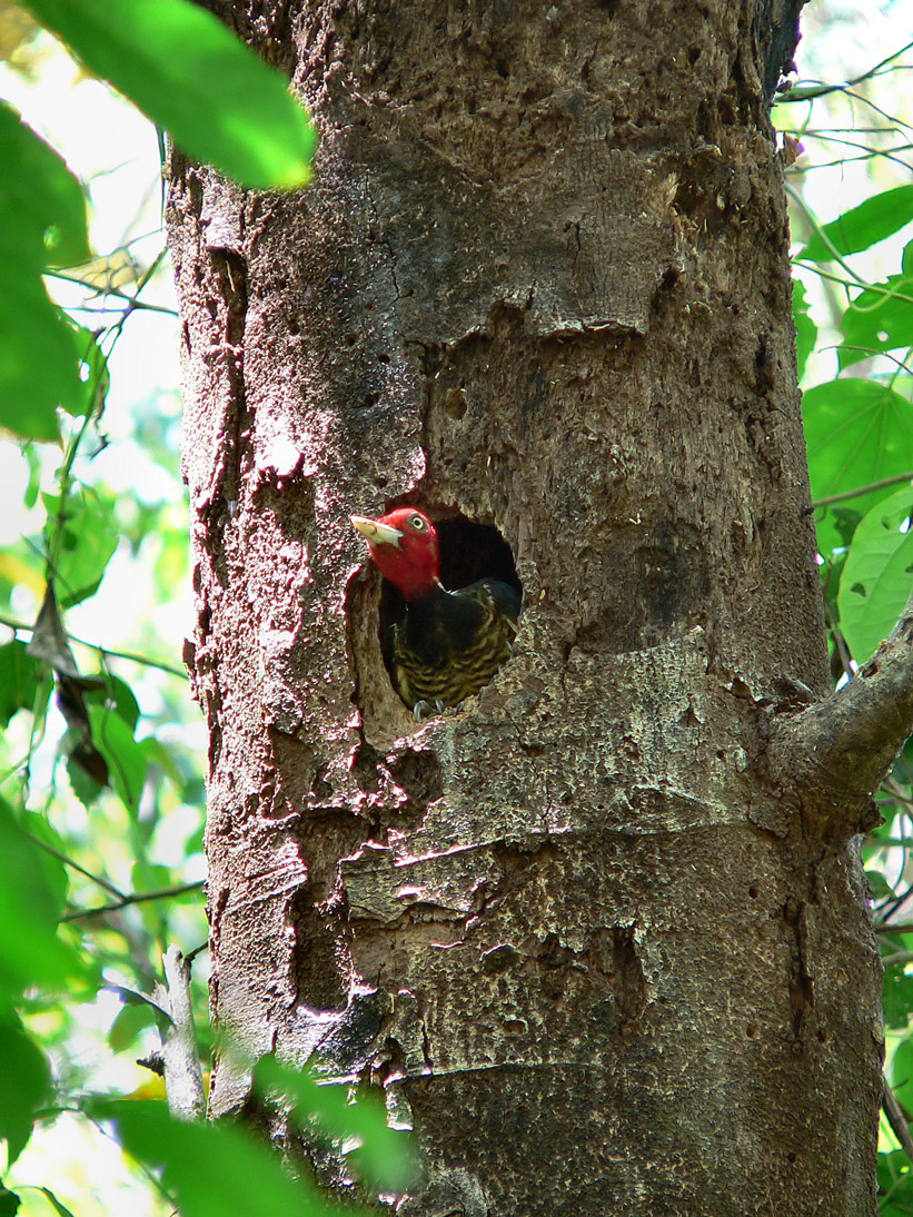 1212_20090425_103344_Costa_Rica_P1110645