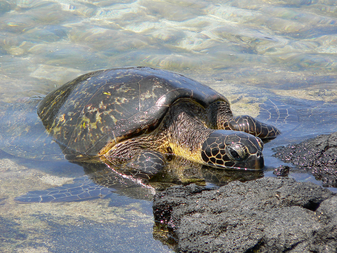 313_20080525_104954_Hawaii2008_P1090919
