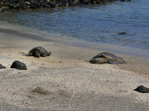 307_20080525_100040_Hawaii2008_P1090899.jpg