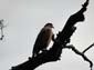 1185_Indien_Sued_2014_11_09_160944_DSC02215