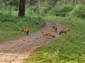 1203_Indien_Sued_2014_11_10_161640_DSC02284