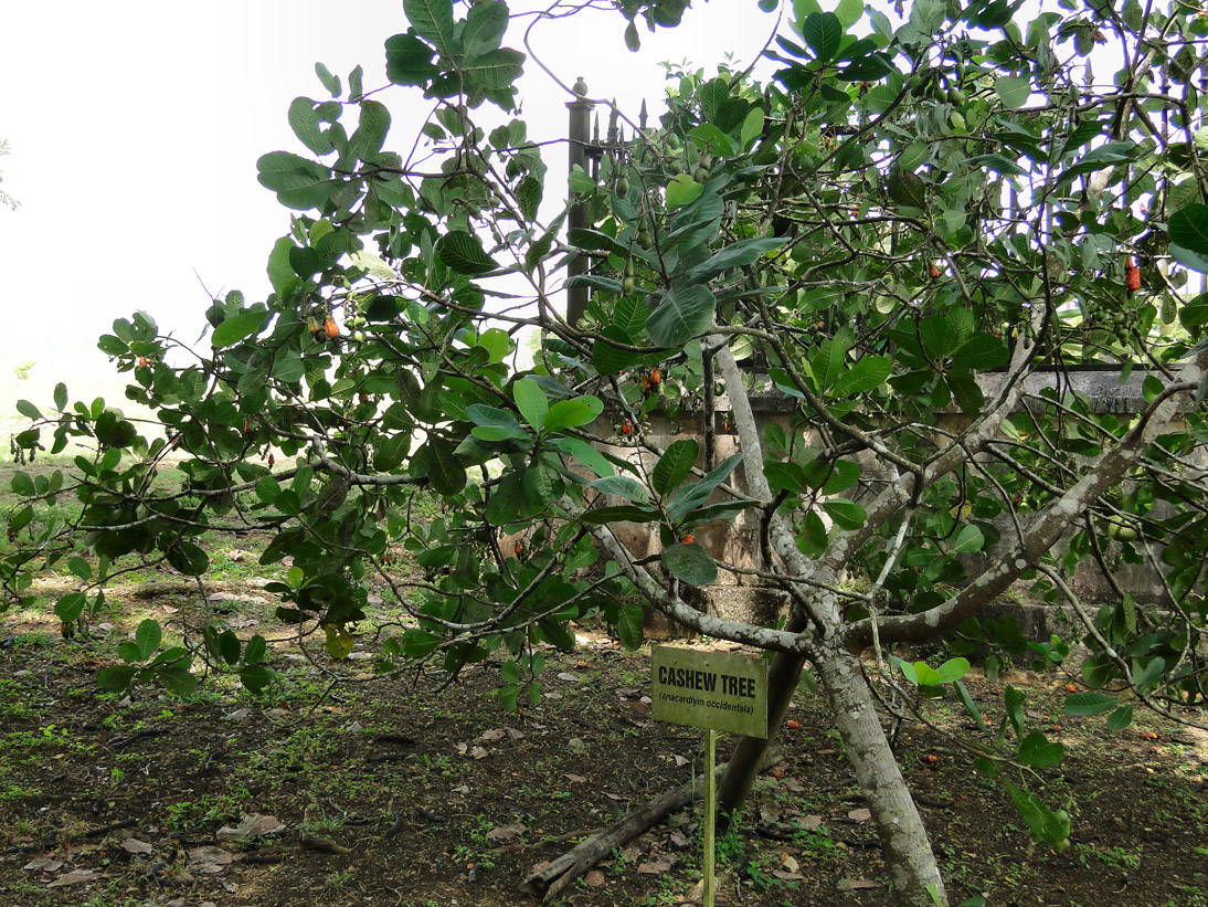 1095_Jamaika_2017_04_18_104142_DSC07169