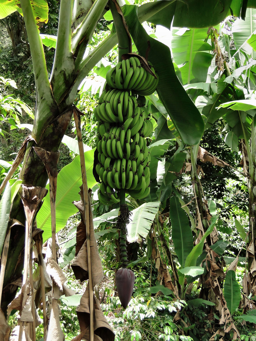 1531_Jamaika_2017_04_27_123153_DSC07425