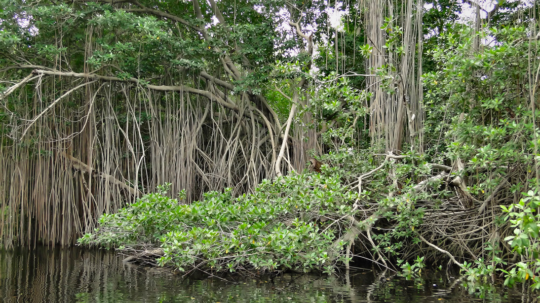 1637_Jamaika_2017_04_29_112629_DSC07504