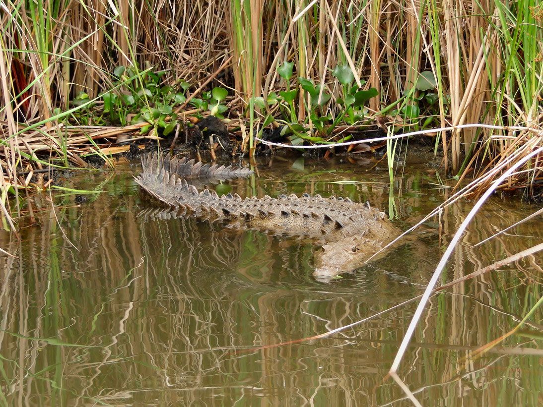 1664_Jamaika_2017_04_29_114408_DSC07523