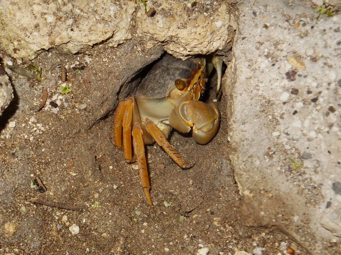 1712_Jamaika_2017_04_29_193856_DSCF9241