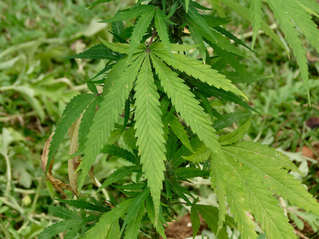 1743_Jamaika_2017_05_01_120106_DSC07601