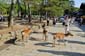 1622_Japan_2023_05_16_160738_P1130479