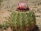 1110_Kolumbien_2016_11_02_125002_DSC06673