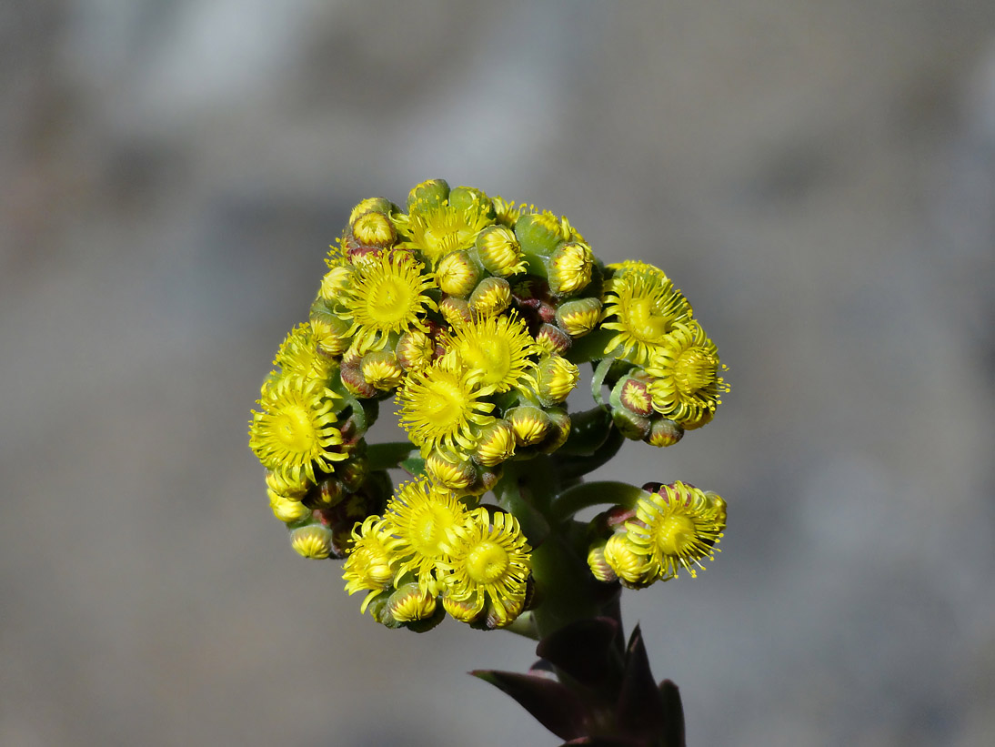 1070_20100329_153820_La_Palma_DSC01825