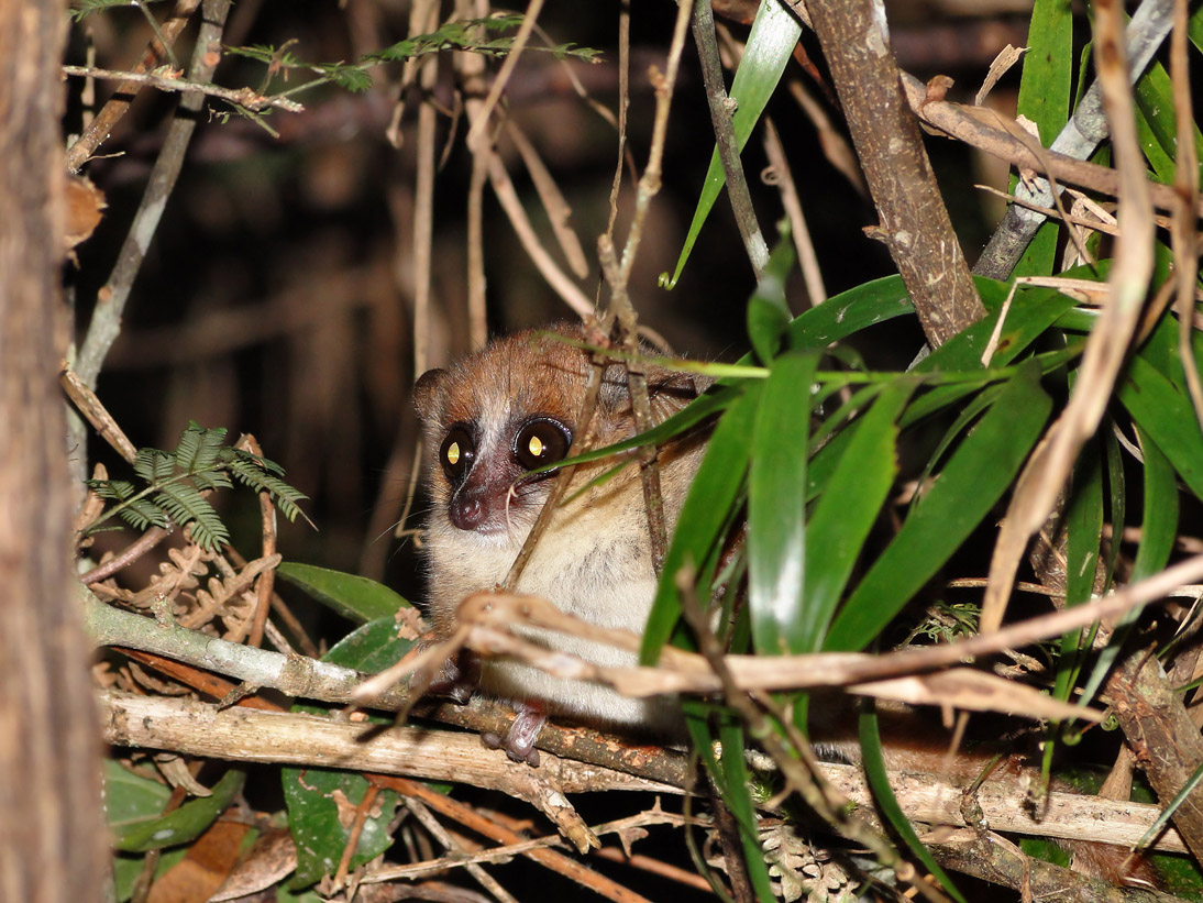 1092_20120430_183136_Madagaskar_DSC06613