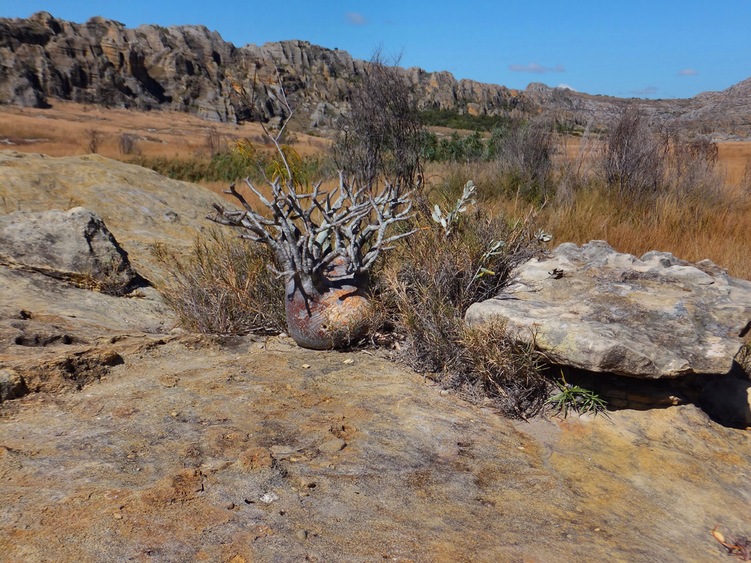 1364_20120509_103548_Madagaskar_DSCF0841