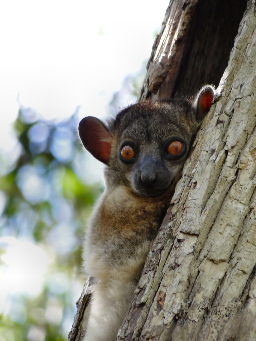 1445_20120515_121450_Madagaskar_DSC07412