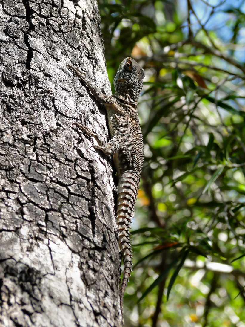 1446_20120515_122936_Madagaskar_DSC07420