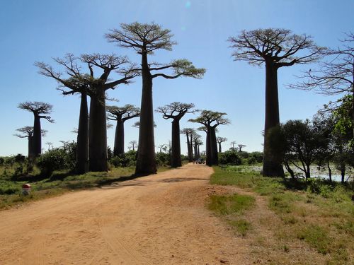 1439_20120515_100538_Madagaskar_DSC07368.jpg