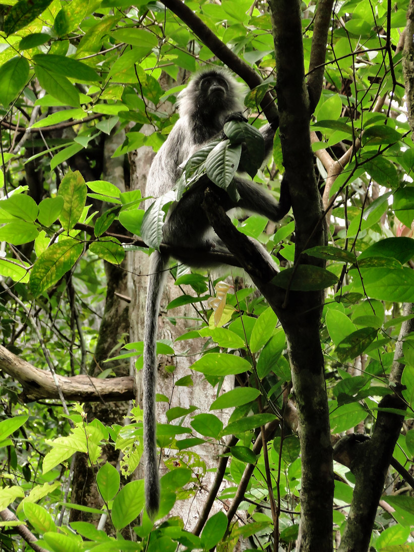 1095_20121115_132612_Malaysia_DSC08320