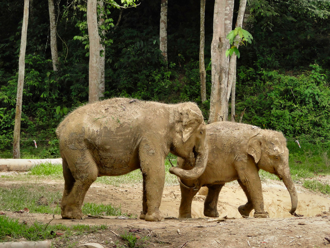 1142_20121119_125322_Malaysia_DSC08426