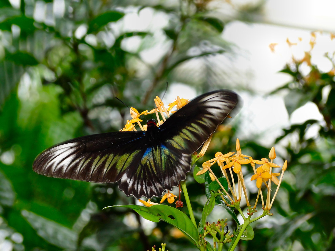 1206_20121124_135246_Malaysia_DSC08584