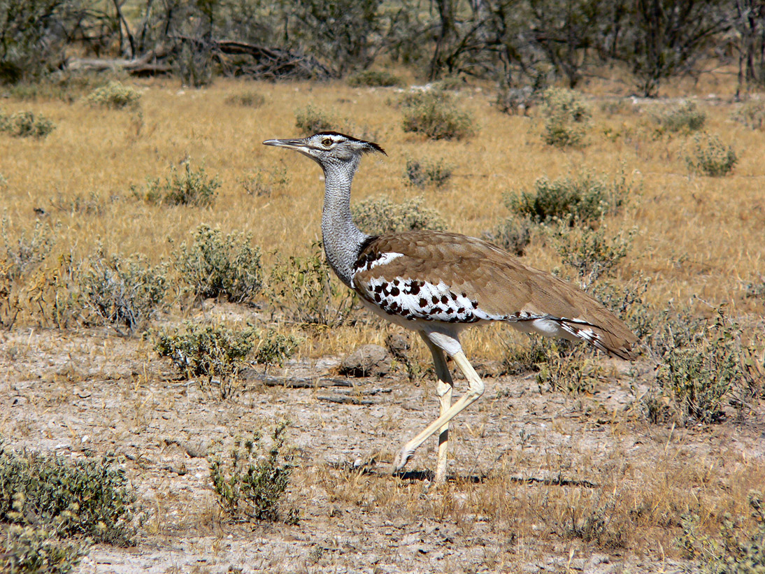 0288_0287_Namibia-050512-140158_P1010421