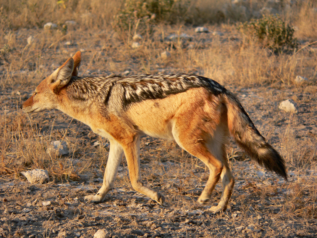 0303_0300_Namibia-050513-165304_P1010771