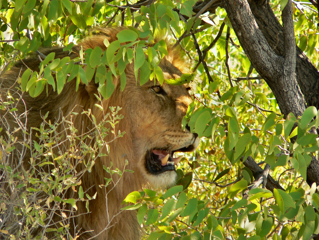 0349_0347_Namibia-050515-123448_P1020155