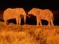 0307_0304_Namibia-050513-202712_P1010789