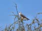 0387_0386_Namibia-050516-083042_P1020324