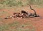 0415_0414_Namibia-050517-162120_P1020456