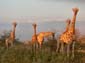 0420_0419_Namibia-050517-170630_P1020483