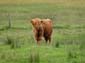 1152_Schottland_2014_06_01_142915_DSC00998